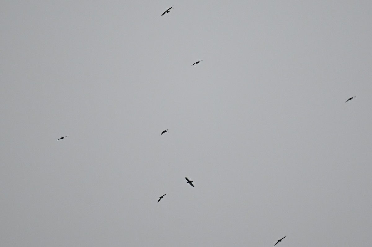 White-collared Swift - ML640206499
