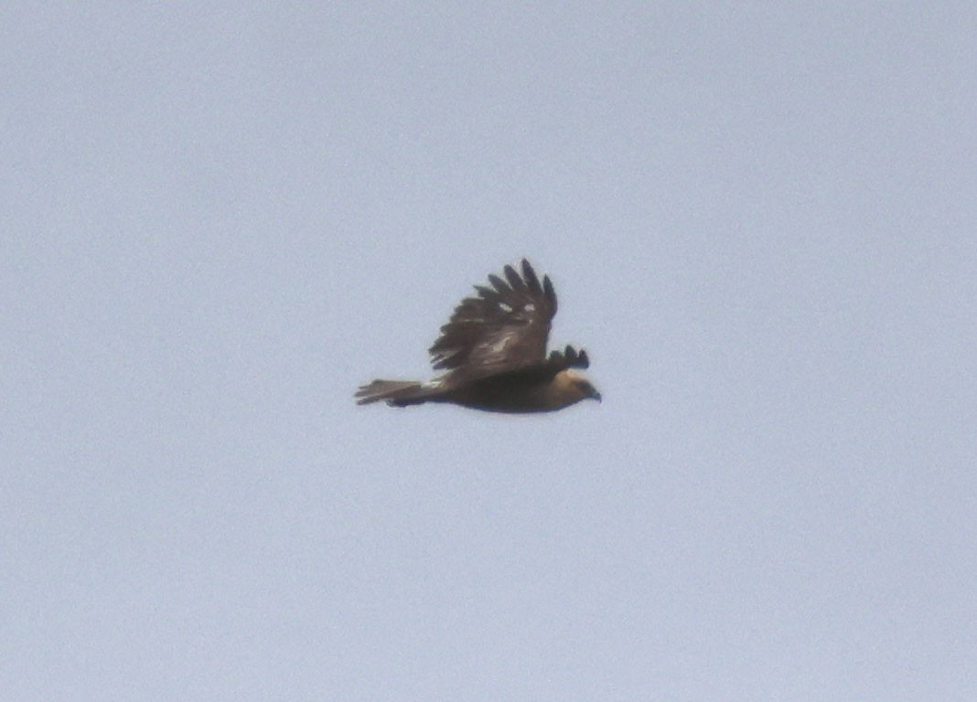 Hawaiian Hawk - ML640206531