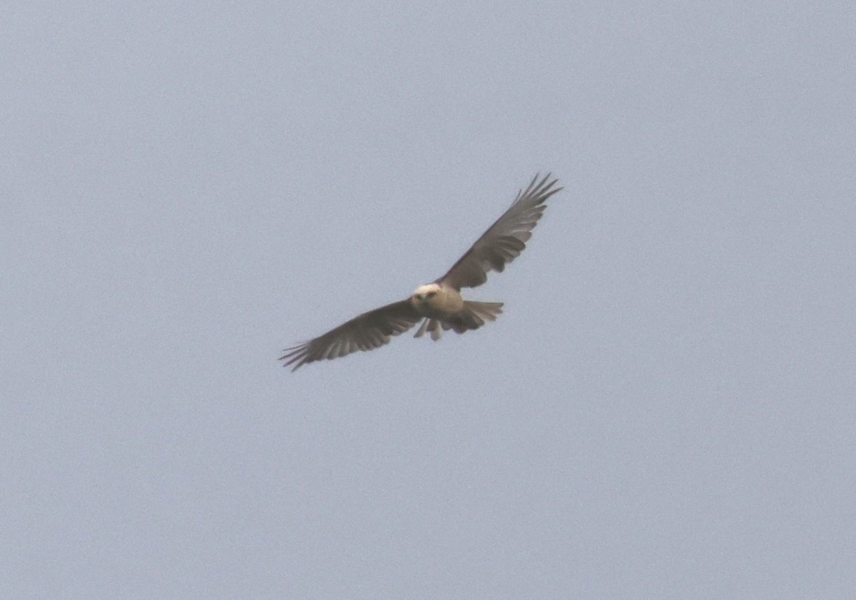 Hawaiian Hawk - ML640206532