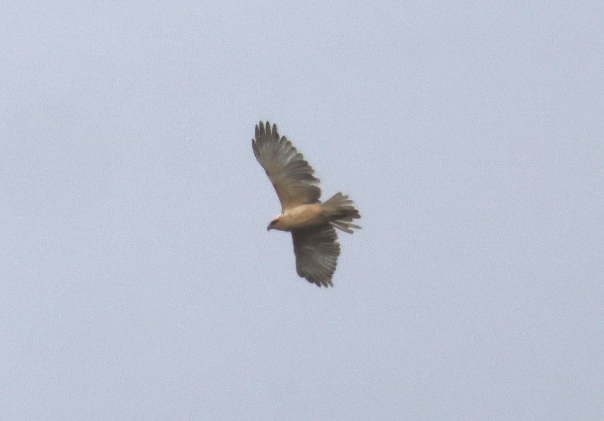 Hawaiian Hawk - ML640206535