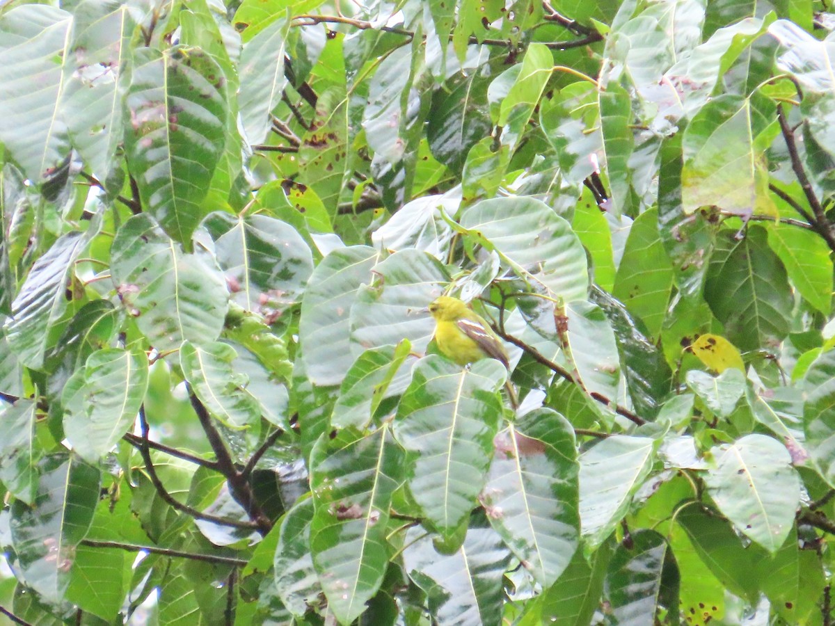 Garteniora - ML640206538