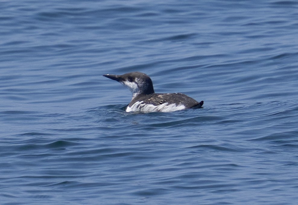 Common Murre - ML640206620