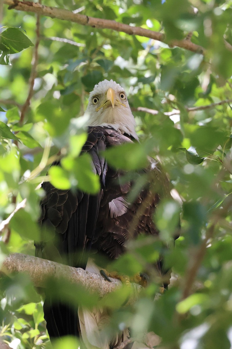 ハクトウワシ - ML640206684