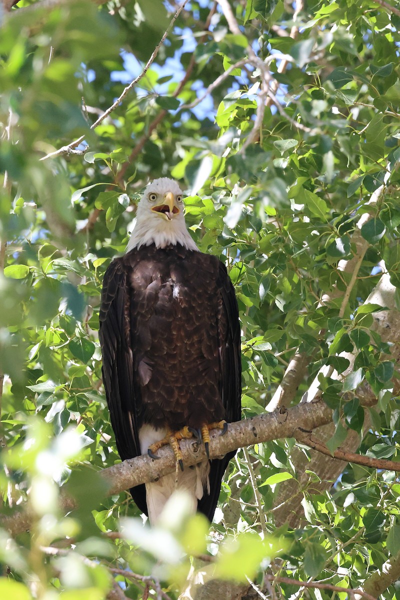 ハクトウワシ - ML640206686