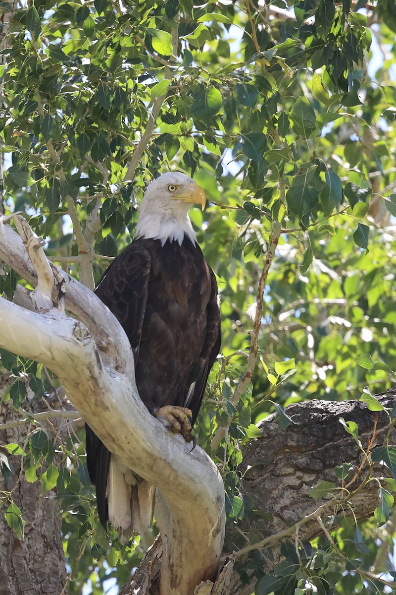 ハクトウワシ - ML640206691