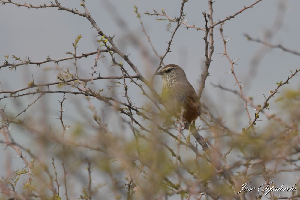 Dusky-tailed Canastero - ML640206712