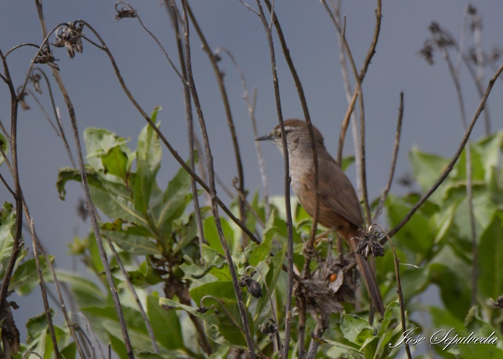 Dusky-tailed Canastero - ML640206713