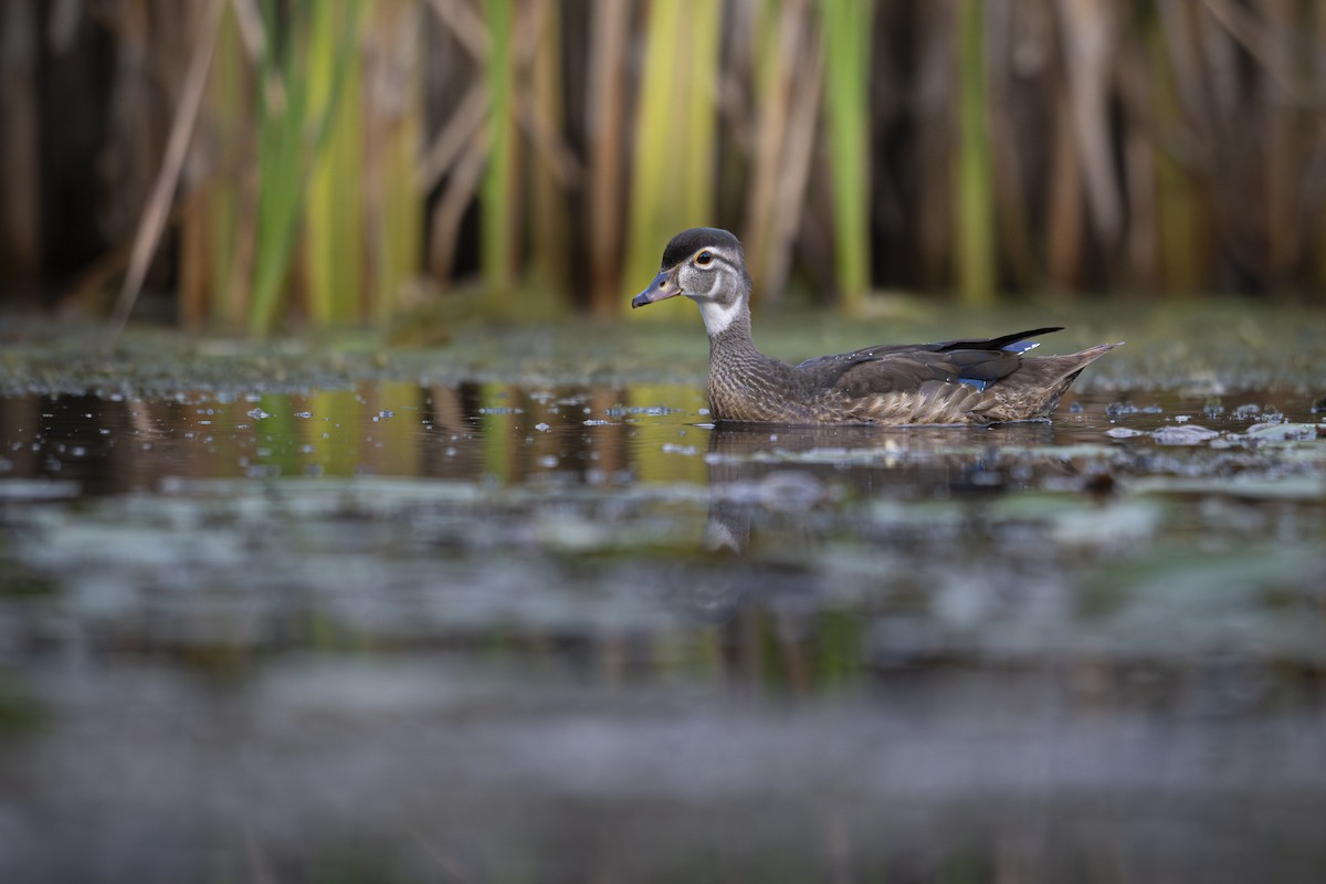 Wood Duck - ML640206741
