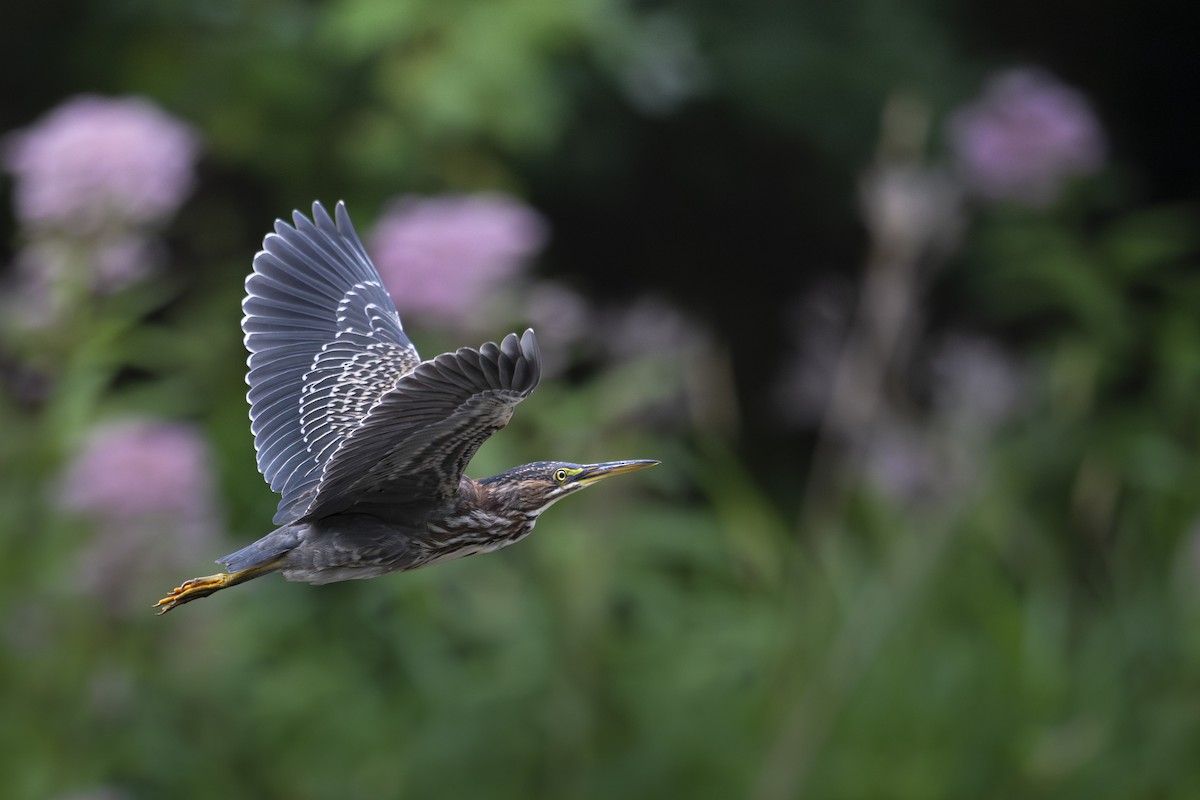 Green Heron - ML640206742