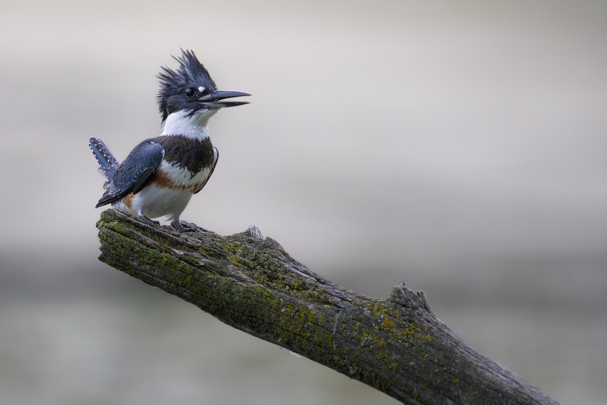 Belted Kingfisher - ML640206754