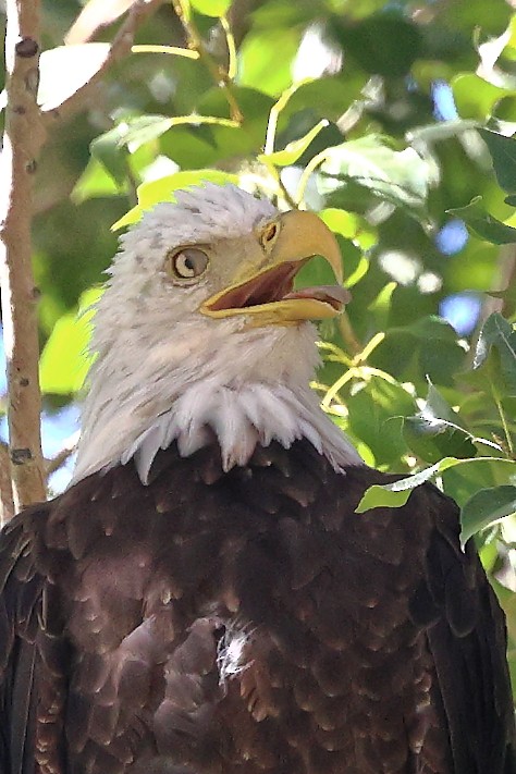 ハクトウワシ - ML640206763