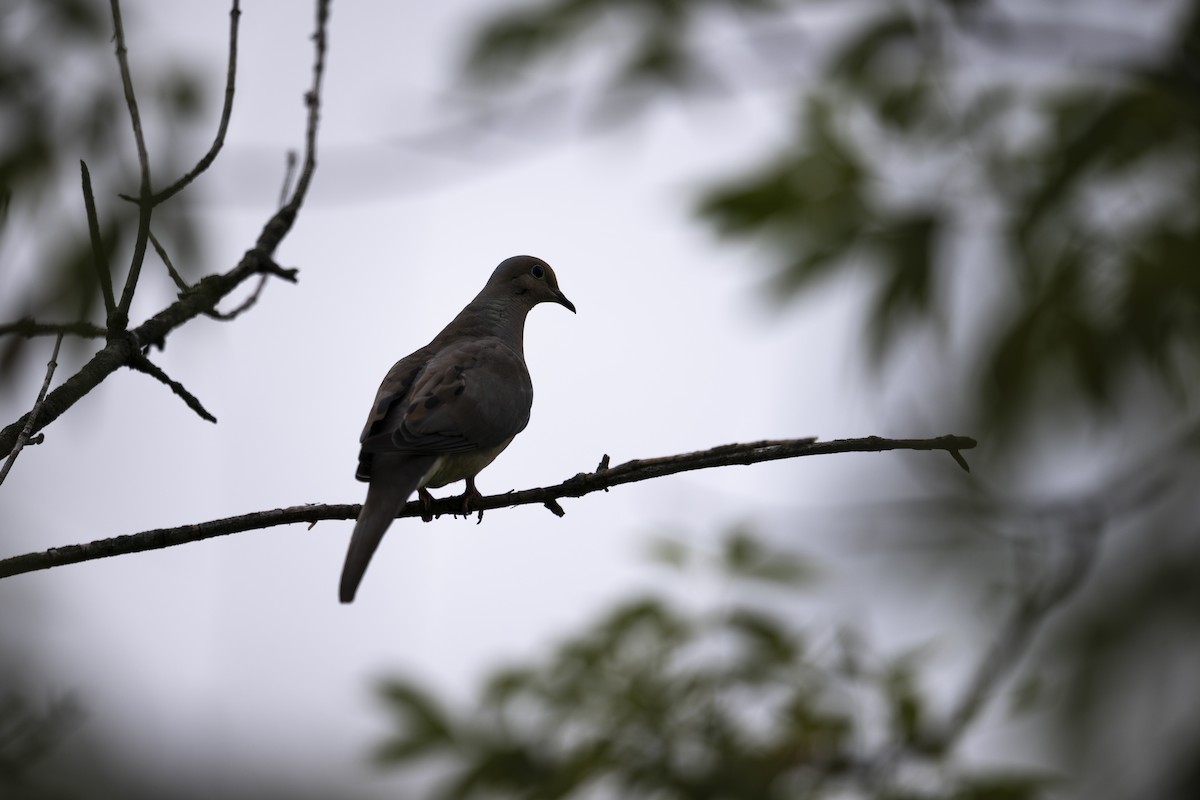 Mourning Dove - ML640206769