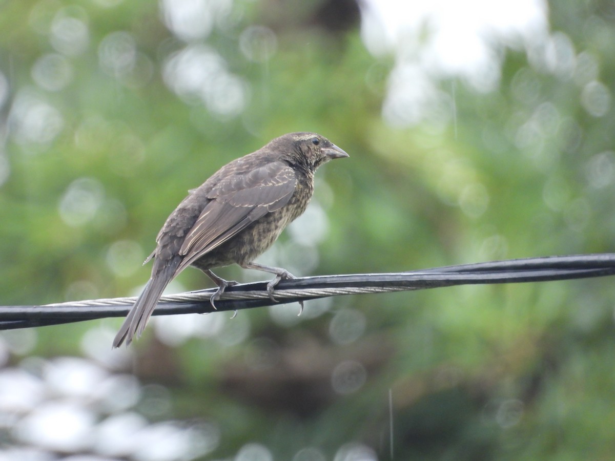 Shiny Cowbird - ML640206788