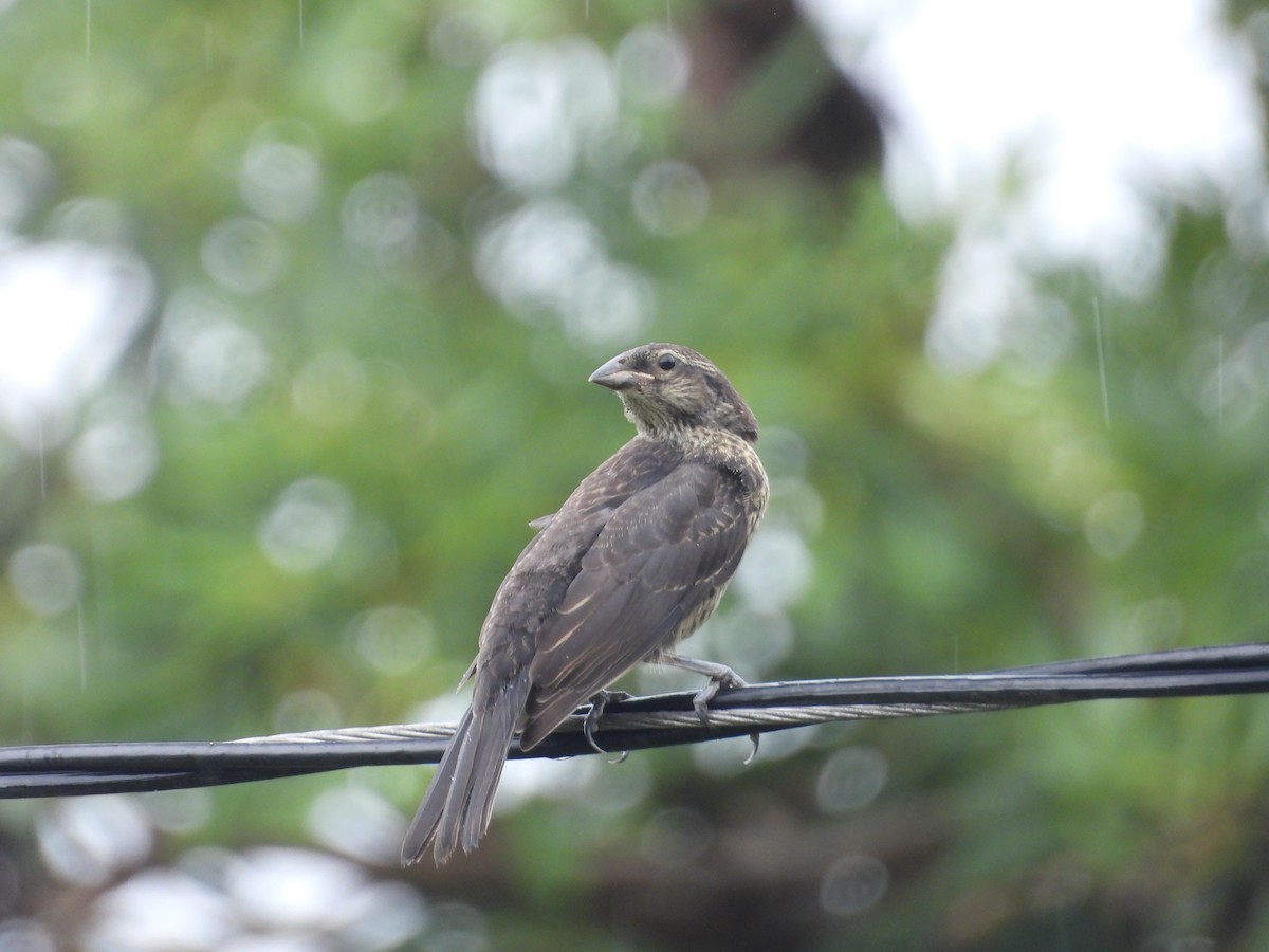 Shiny Cowbird - ML640206790
