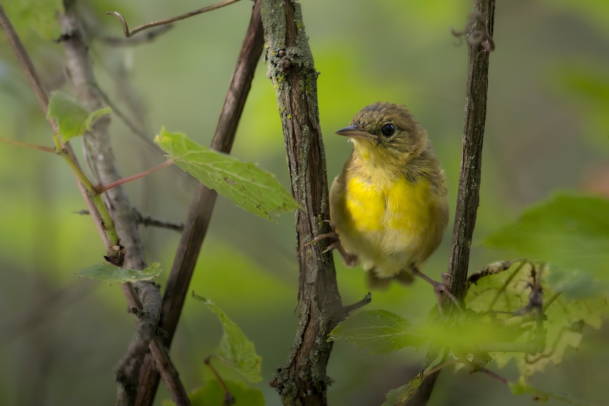 Common Yellowthroat - ML640206791