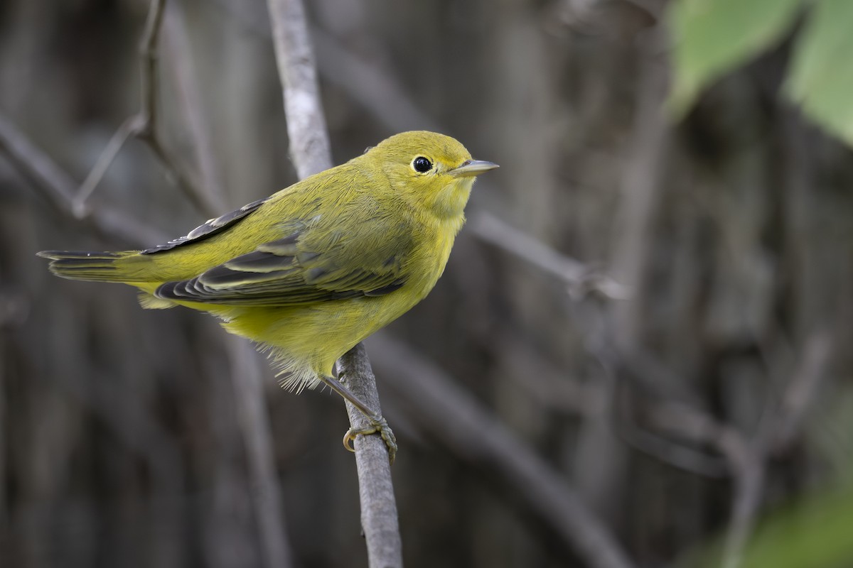 Yellow Warbler - ML640206794