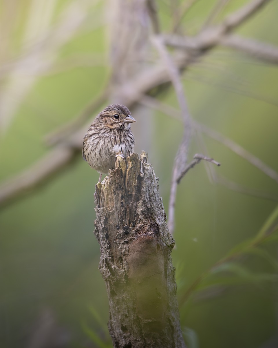 Song Sparrow - ML640206808