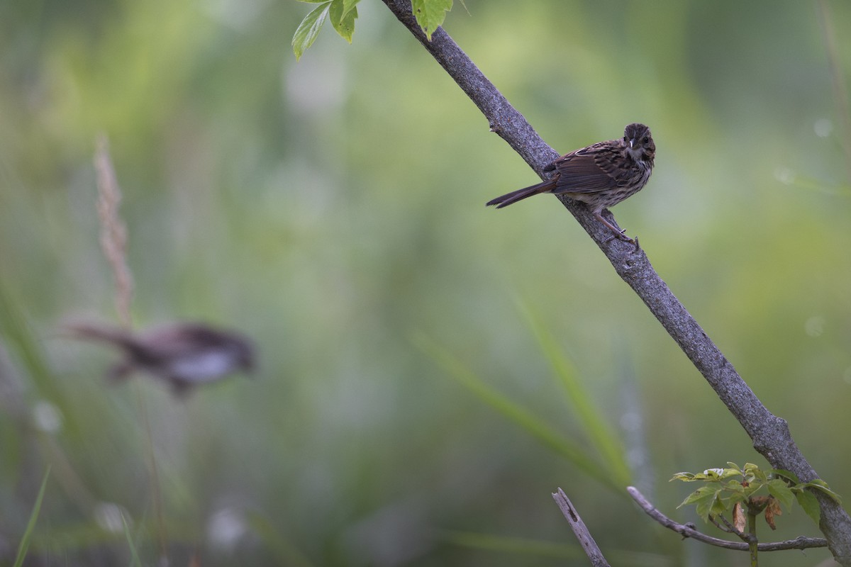 Song Sparrow - ML640206809