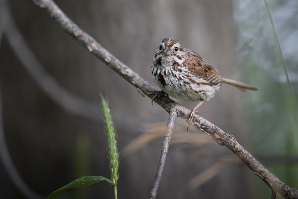 Song Sparrow - ML640206811