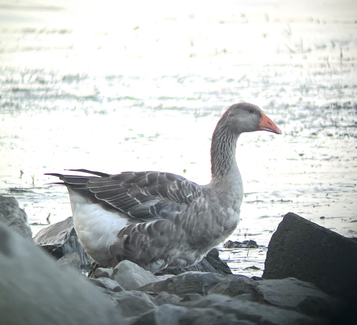 Graylag Goose (Domestic type) - ML640206812