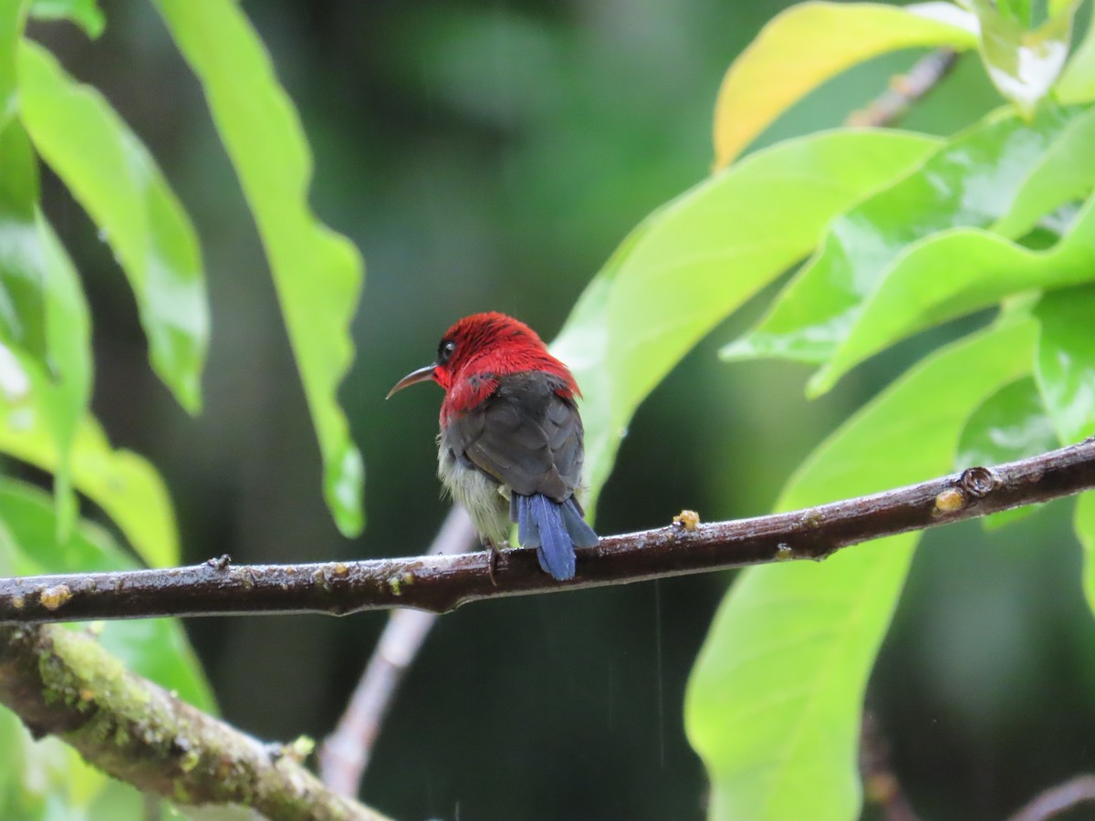 Karmesinnektarvogel - ML640206895