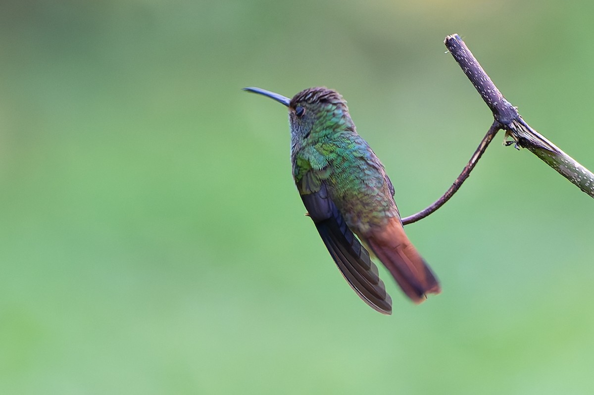 Rufous-tailed Hummingbird - ML640206956