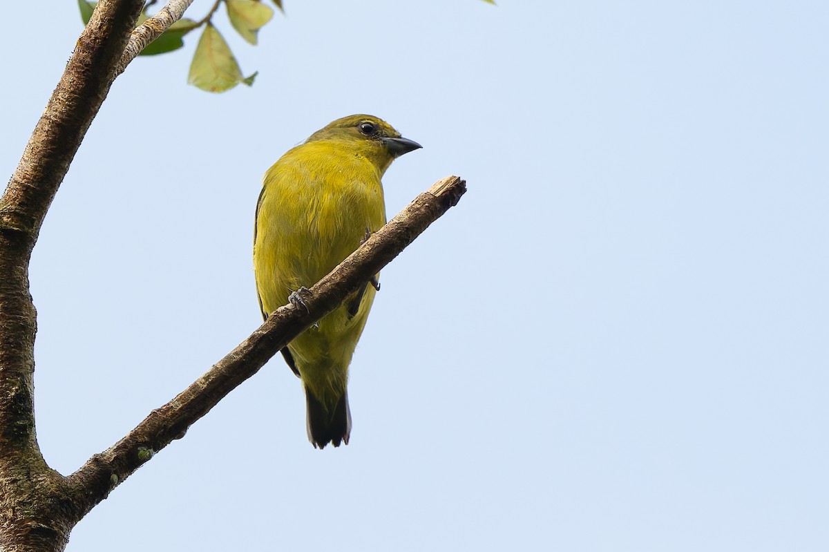 Yellow-crowned Euphonia - ML640206972