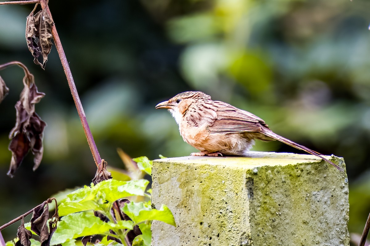 Common Babbler - ML640207001