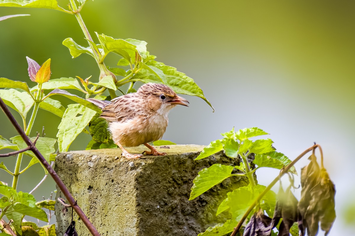Common Babbler - ML640207002
