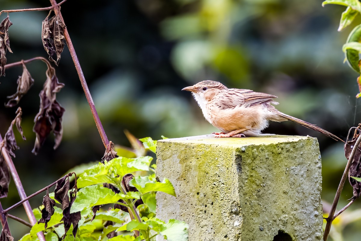 Common Babbler - ML640207003