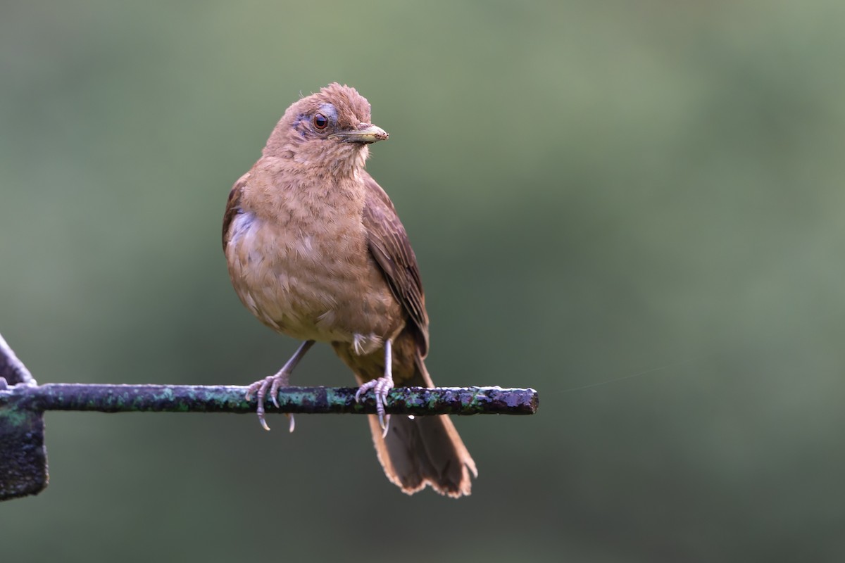 Clay-colored Thrush - ML640207018