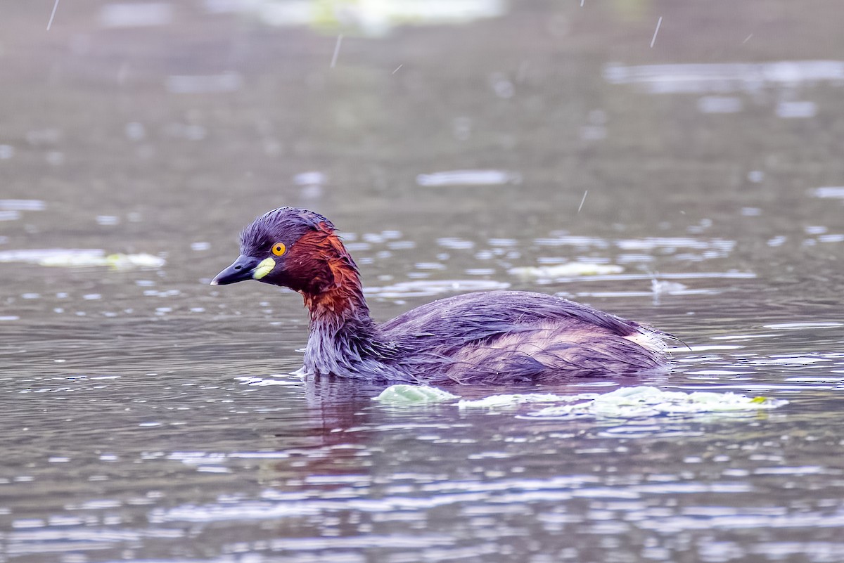 Little Grebe - ML640207019