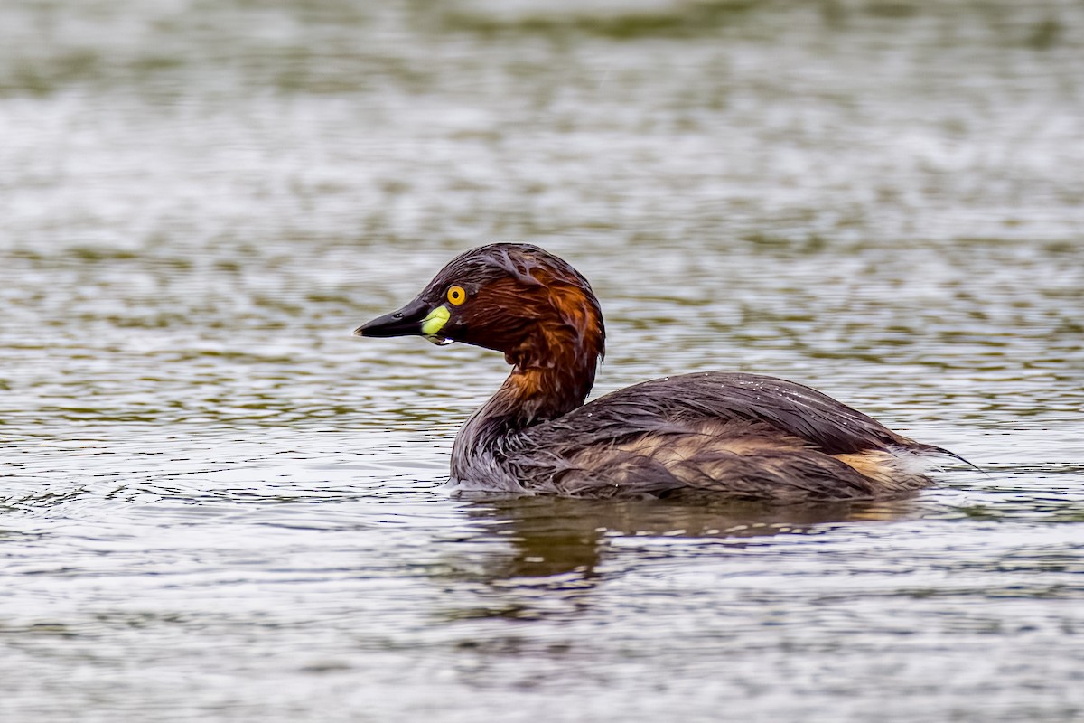 Little Grebe - ML640207020