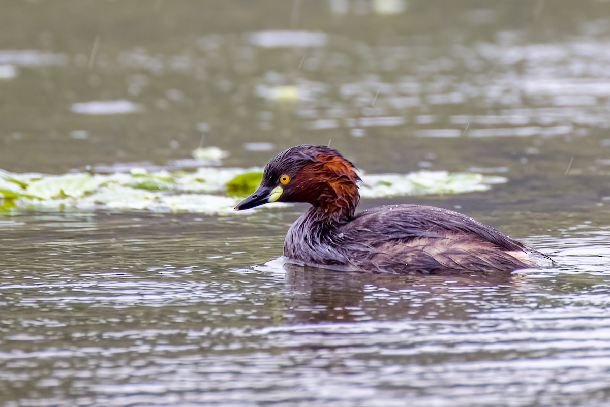 Little Grebe - ML640207021