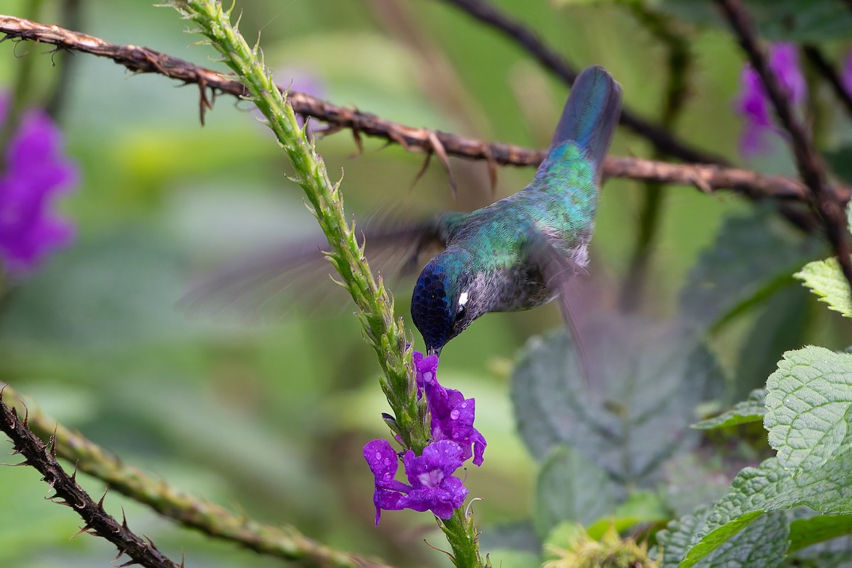 Violet-headed Hummingbird - ML640207031