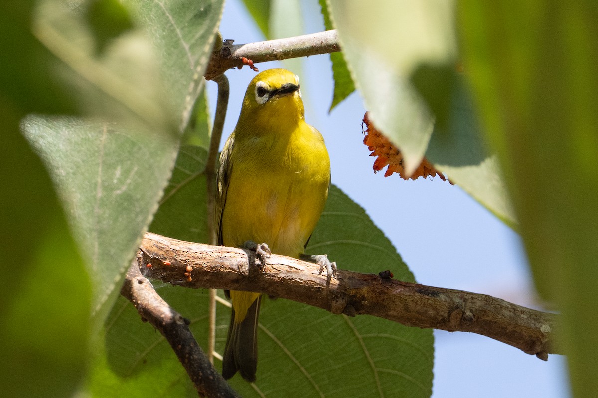Northern Yellow White-eye - ML640207039