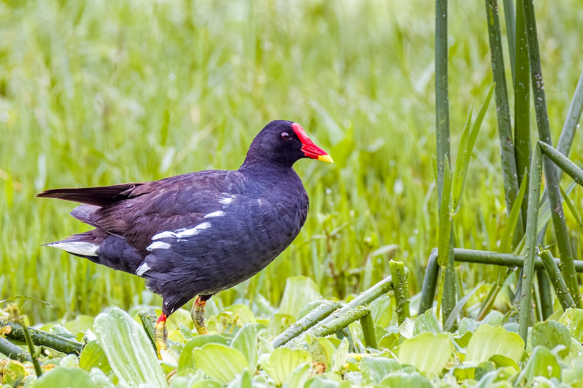 Eurasian Moorhen - ML640207041