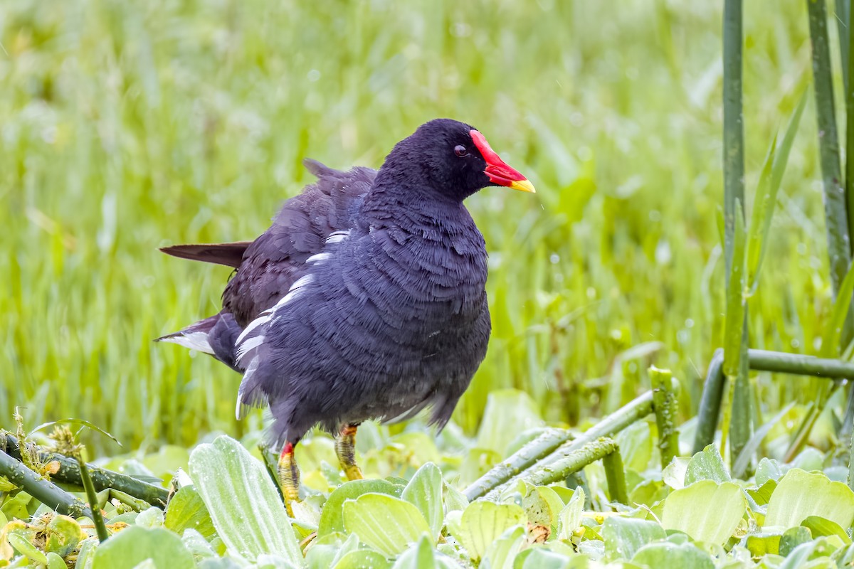 Eurasian Moorhen - ML640207042