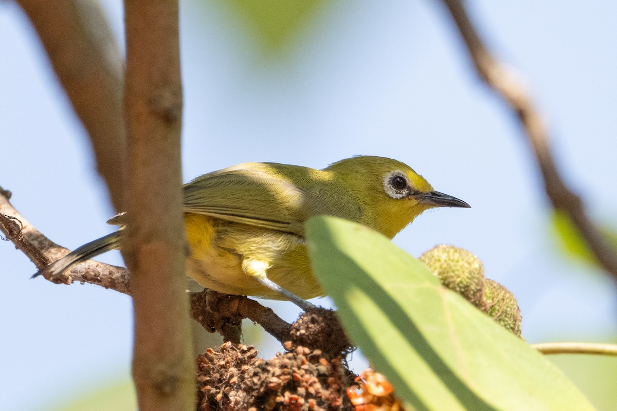 Northern Yellow White-eye - ML640207043