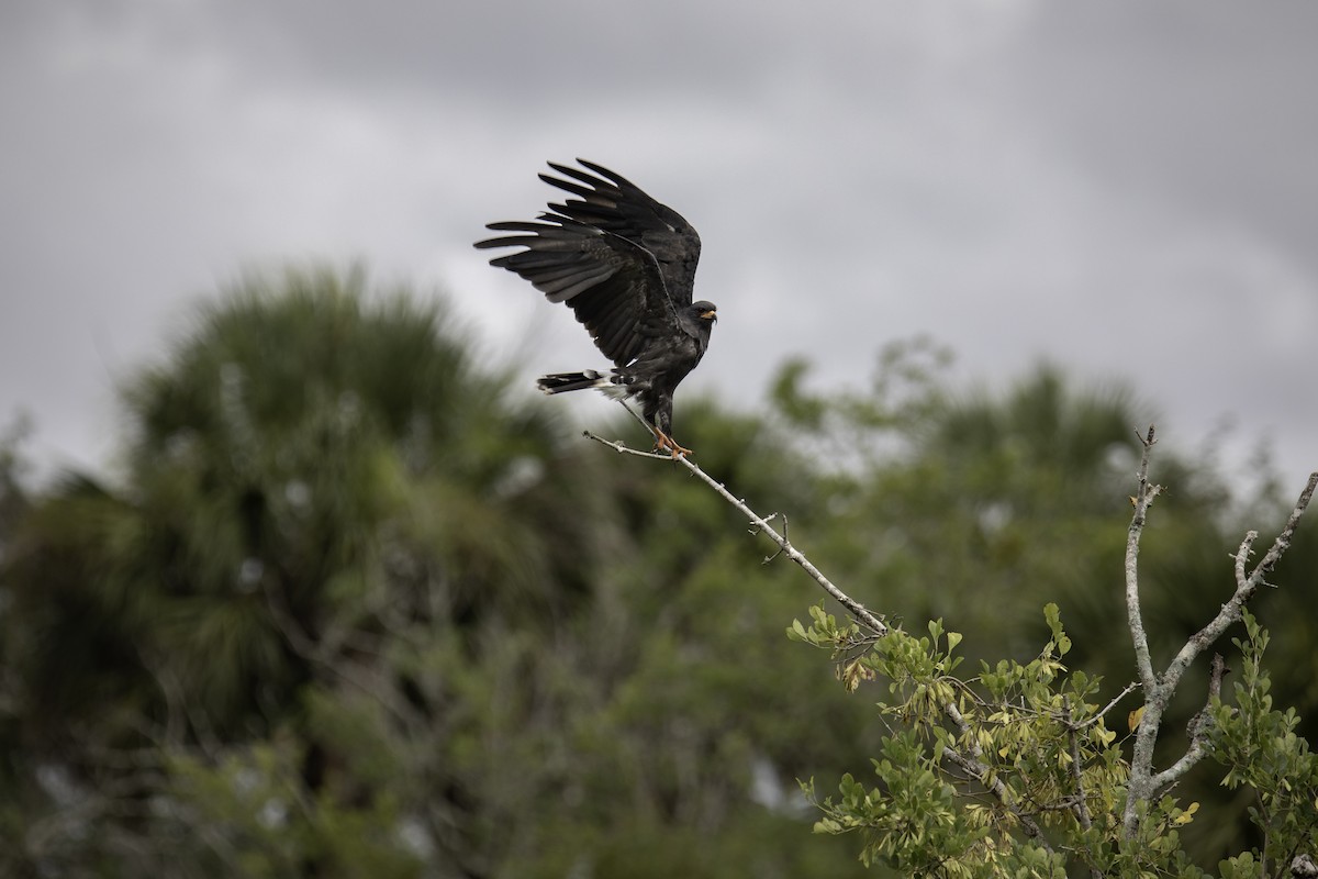 Snail Kite - ML640207056