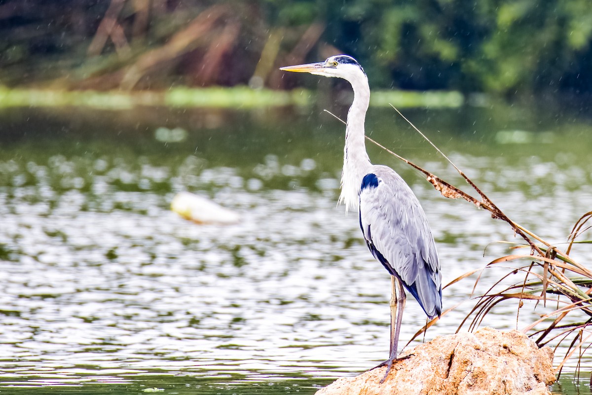 Gray Heron - ML640207062