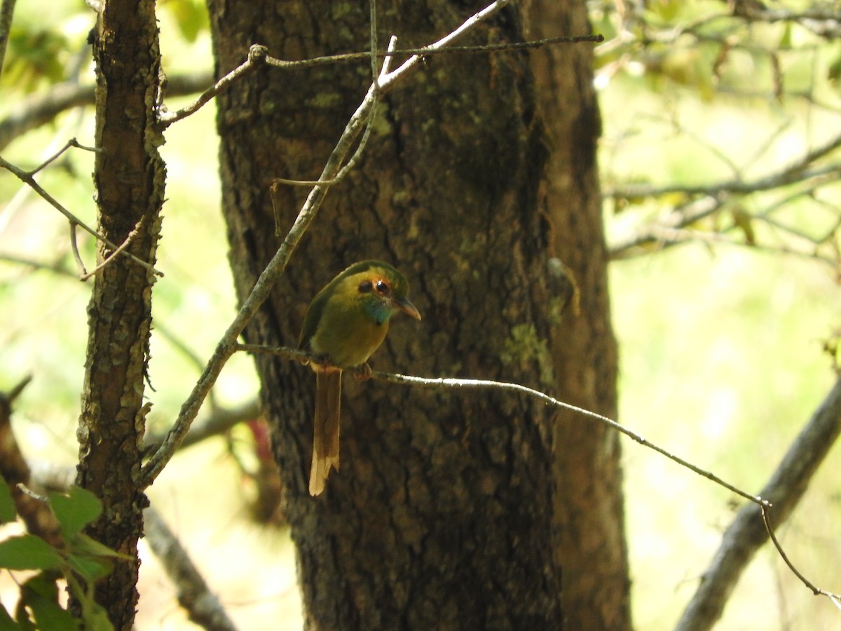Motmot à gorge bleue - ML640207064