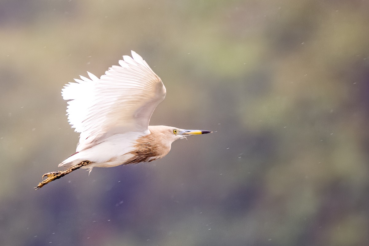 Indian Pond-Heron - ML640207075