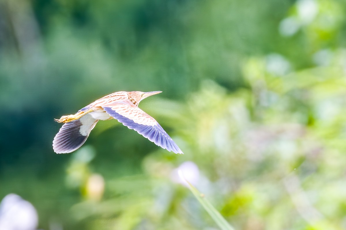 Yellow Bittern - ML640207085