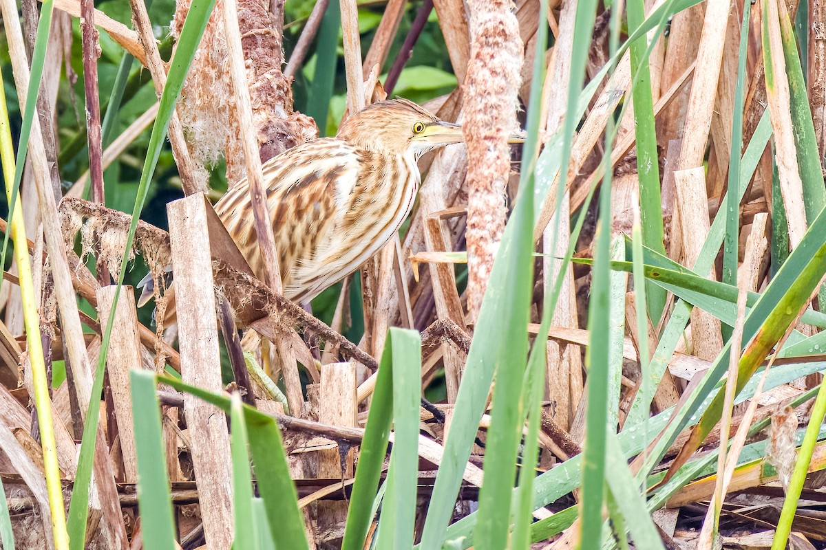 Yellow Bittern - ML640207086