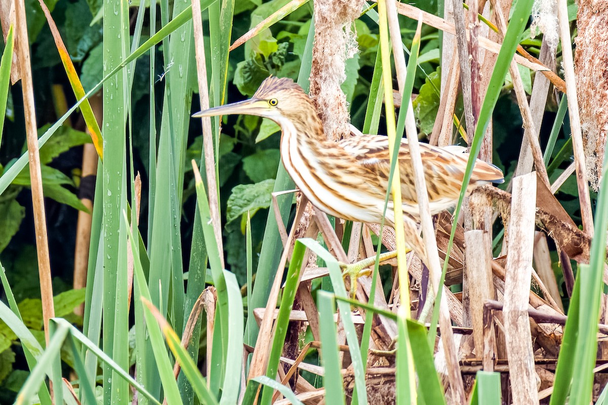 Yellow Bittern - ML640207087