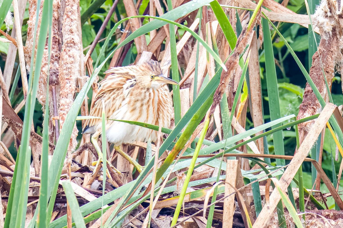 Yellow Bittern - ML640207089