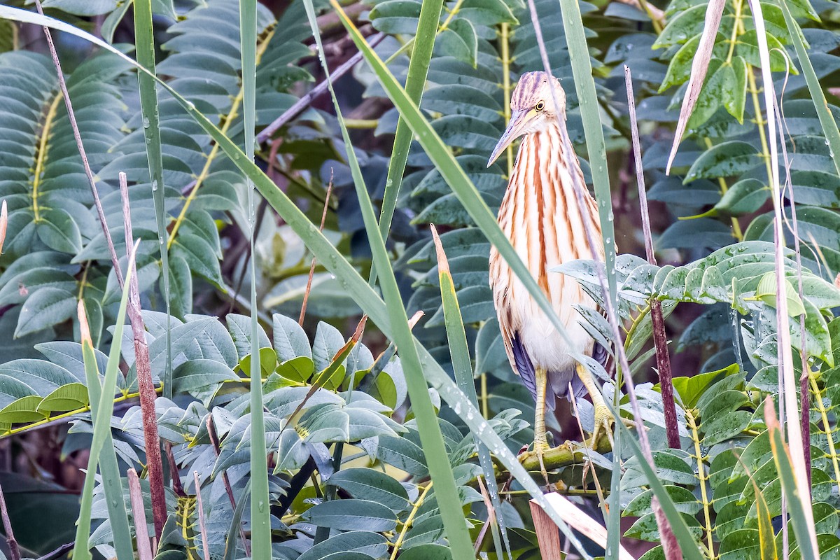 Yellow Bittern - ML640207092