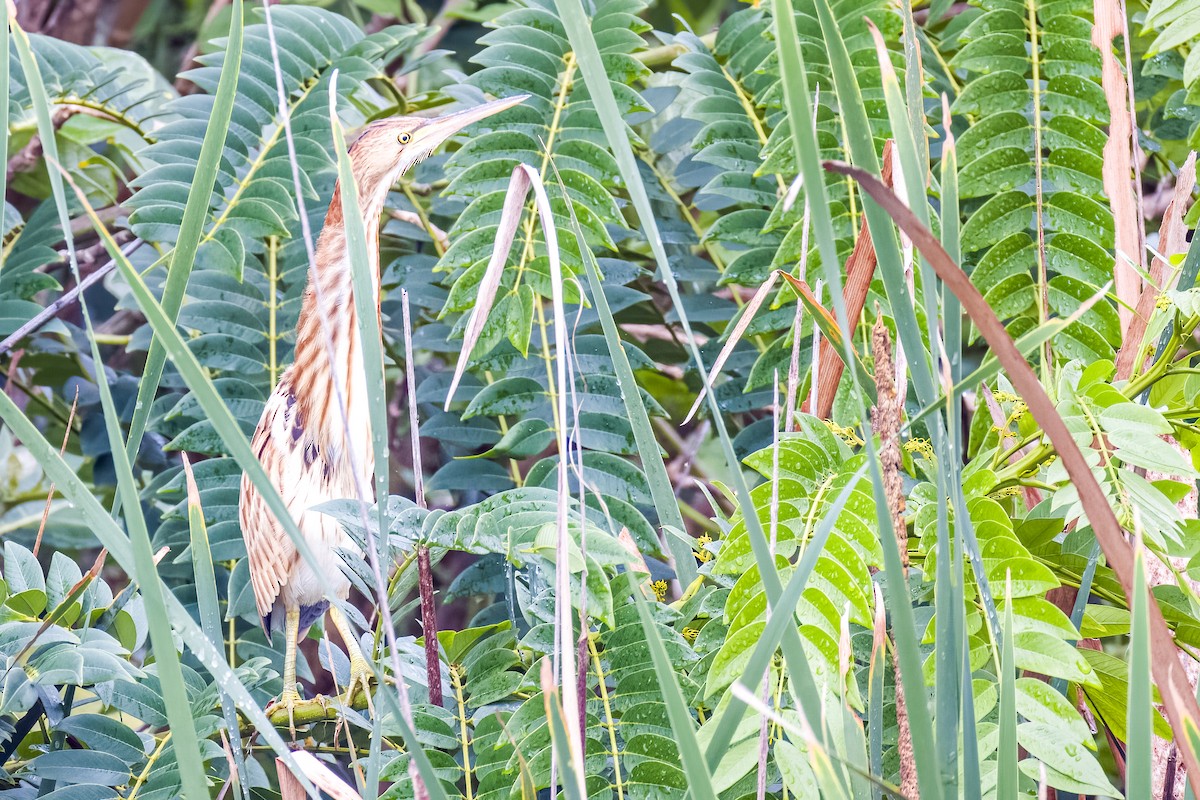 Yellow Bittern - ML640207094