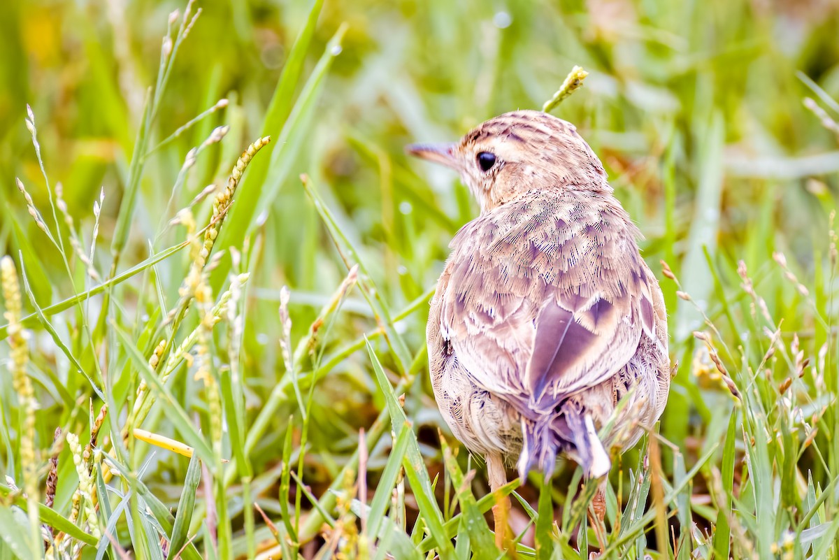 Paddyfield Pipit - ML640207100